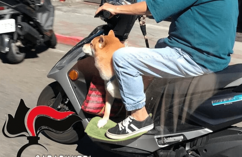 Stalker evade dai domiciliari e va in giro in scooter col cane