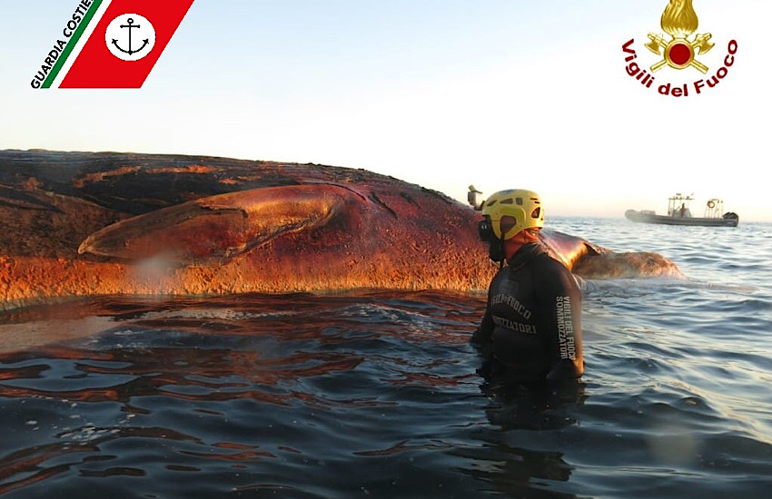 Rimossa e la carcassa di Balena spiaggiata a Quercianella: le foto