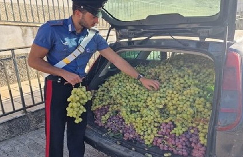 Ruba quasi 800 chili di uva, arrestato 31enne catanese dai Carabinieri sulla Strada Statale 514