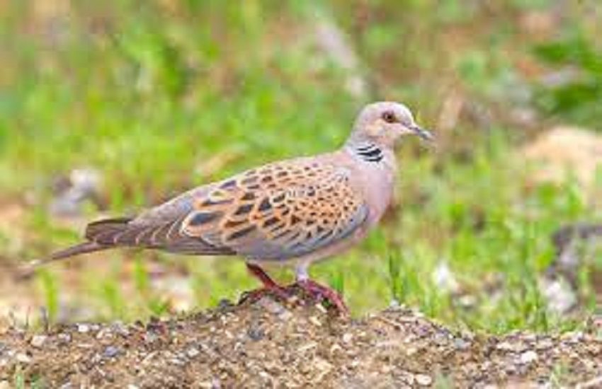 La stagione della caccia a tortora selvatica in Sicilia si chiuderà il 29 settembre