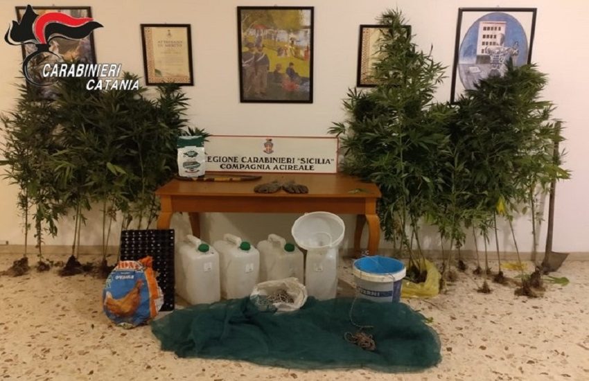 Giarre, 29 piante di marijuana coltivate e innaffiate: ai domiciliari 46enne