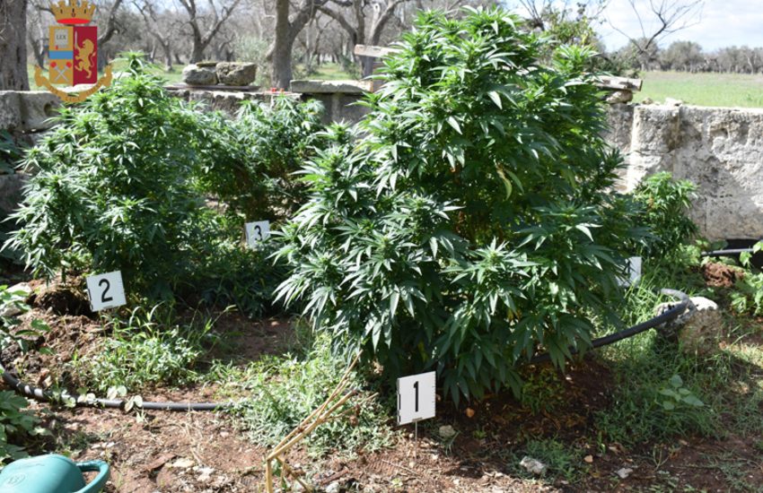 Scoperta una piantagione di marijuana e serre, denunciato 29enne