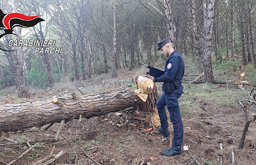 Taglio del bosco, intervengono i Carabinieri Forestali