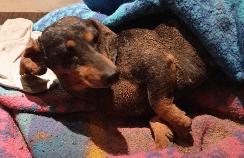 Lucca: cucciolata di 16 cani salvata dalle macerie dell’esplosione della palazzina