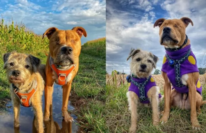 Toby e Amos: i cani che insegnano il vero valore dell’amicizia e a combattere i pregiudizi
