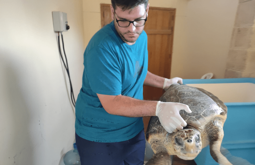 Addio a Enrico Panzera, l’angelo delle tartarughe