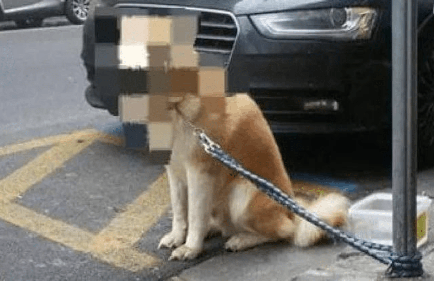 Bari, adottano un cane e lo abbandonano legato a un palo della luce: denunciati