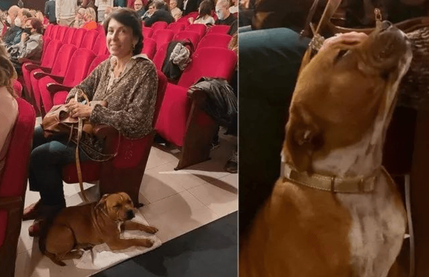 Napoli: anche il cane Penny a teatro per assistere la spettatrice autistica