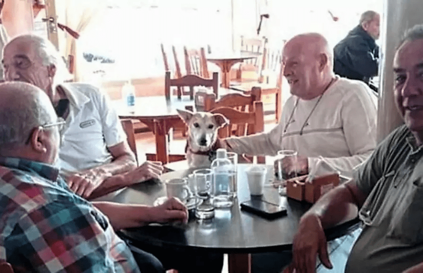 Corchito, il cane adottato dal bar dove adesso fa compagnia ai clienti