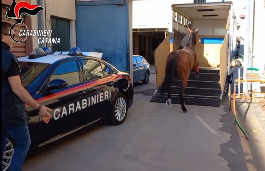 Nicolosi, corsa clandestina di cavalli: 9 persone denunciate, oltre 7mila euro di sanzioni