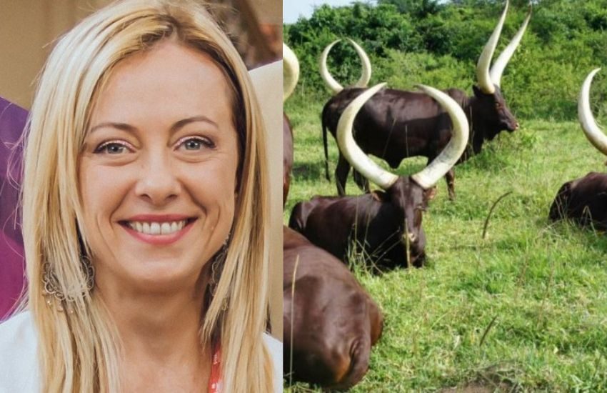 “Quante mucche regalereste al prossimo Primo Ministro italiano?”. Il tweet del figlio del presidente dell’Uganda diventa virale