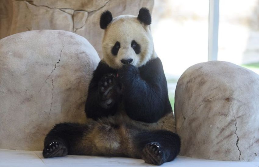 La Cina regala due panda al Qatar come attrazione per i Mondiali. Proteste roventi: “É assurdo, fuori dal mondo”