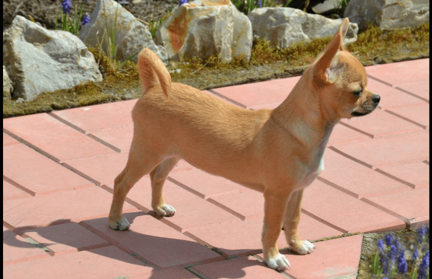 La storia di Mia, il Chihuahua sequestrato per ricattare la fidanzata