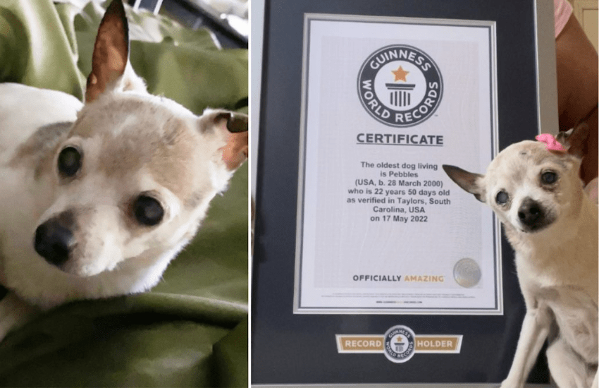 Addio a Pebbles, il cane più vecchio del mondo