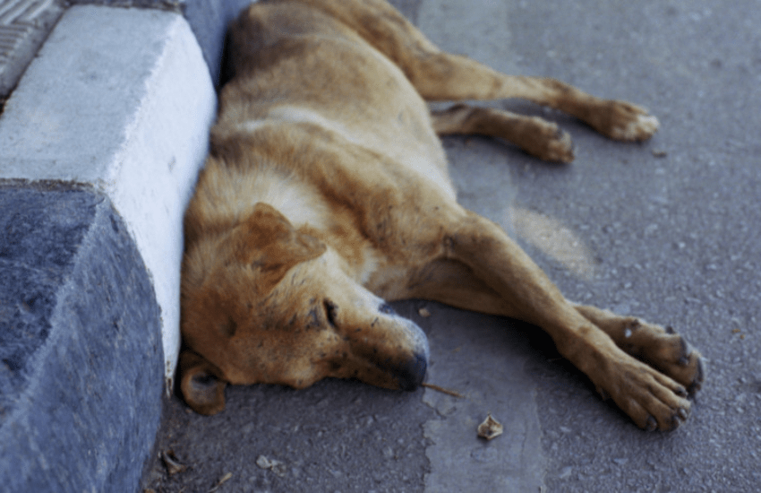 Gorlago: sette cani morti per avvelenamento, allarme esche killer