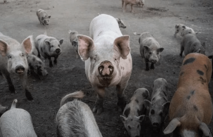 La Sfattoria degli Ultimi premiata dal Tar: definitivamente salvi gli animali destinati all’abbattimento