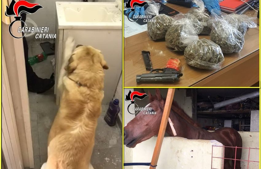 S.G. Galermo, stalla abusiva e 700 gr. di droga nascosti in un garage in via Ustica