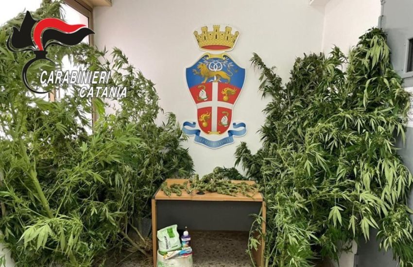 Mineo, scoperta piantagione di marijuana tra le campagne, arrestato 29enne di Palagonia