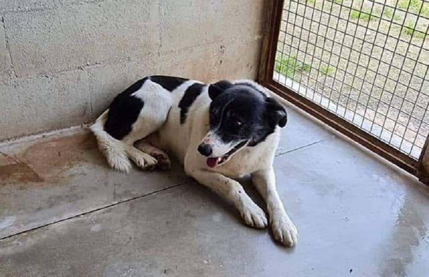 Addio a Willy, il cane di quartiere di Bari che era stato salvato dal canile