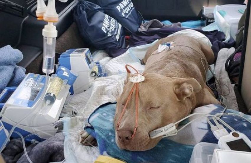 Trova per strada un cane ferito e sanguinante e decide di adottarlo: la commovente storia di Smoke