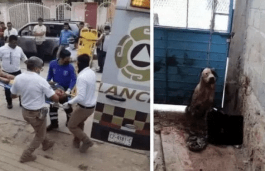 “Il cane ha agito per difendere la sua casa”: respinta eutanasia per pitbull che ha staccato il braccio a un ladro