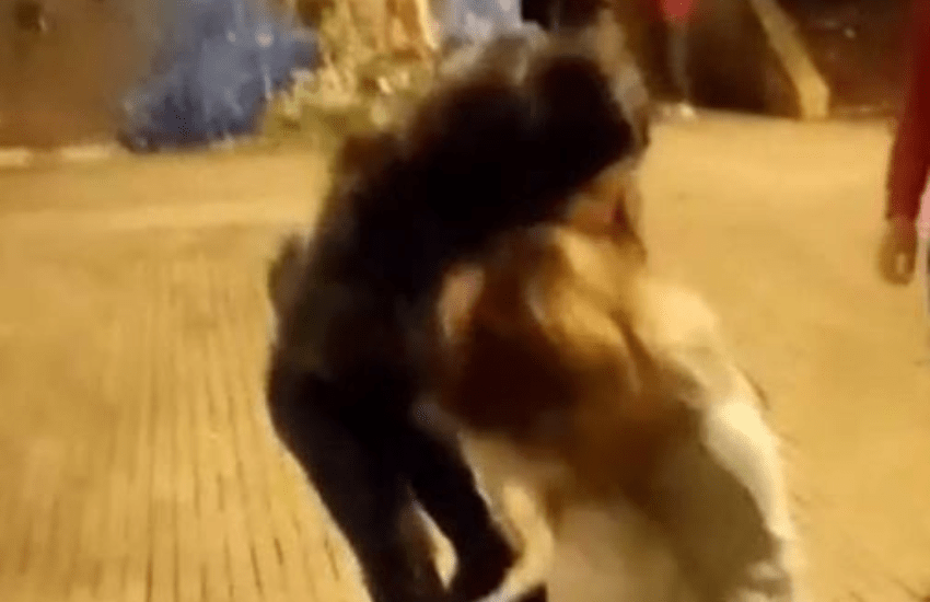 “Video del pestaggio di una 13enne sta diventando virale, evitatene la diffusione”