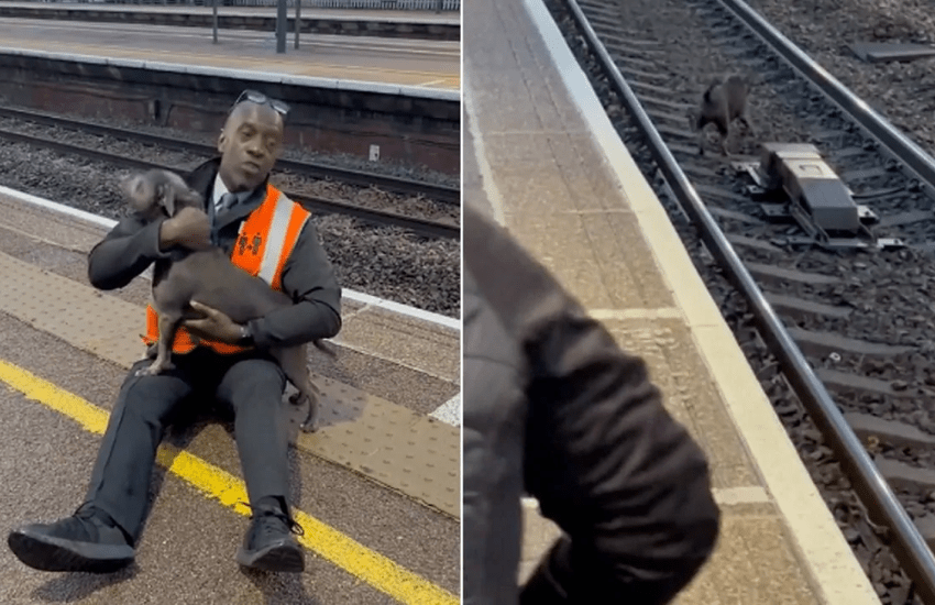 Cane sui binari dopo essersi smarrito: controllore rischia la vita per salvarlo (VIDEO)