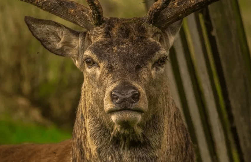 Battuta di caccia con l’arco: uomo ucciso da un cervo