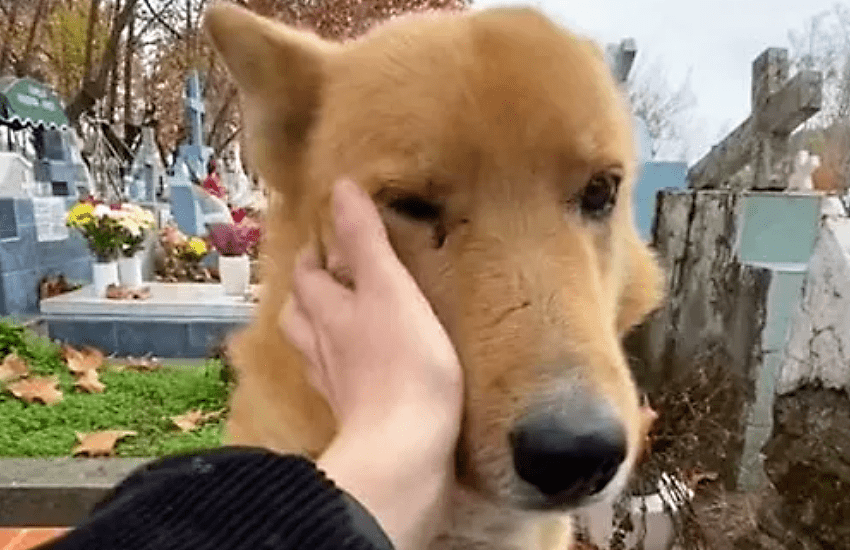 Al cimitero per un caro scomparso di recente, appare un cane che la consola: “Un angelo custode” (VIDEO)