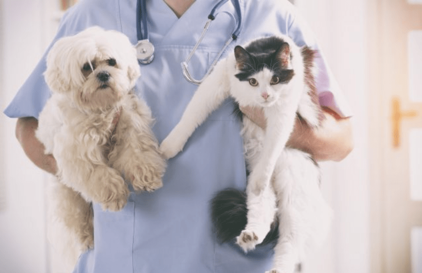 Roma, l’ambulatorio veterinario sociale di LAV: “Miglioriamo la vita di animali e persone”