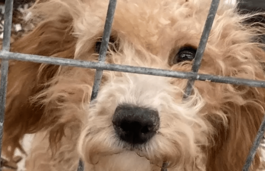 Lolly, il cane che ha convertito i traumi in coraggio per salvare altri cuccioli