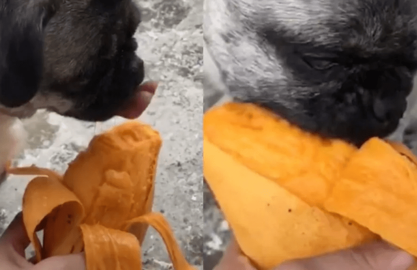 Prima dell’addio al suo cane, gli dona il frutto preferito che non poteva più mangiare (VIDEO)