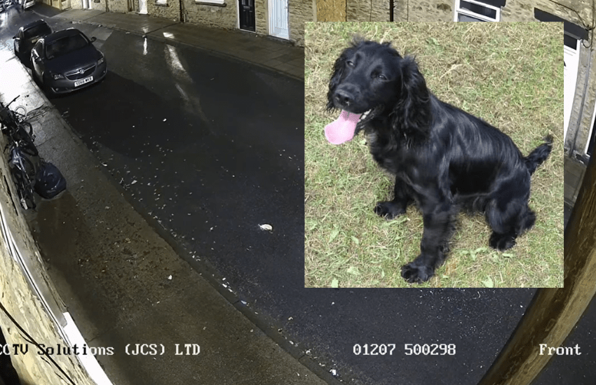 La videocamera registra i guaiti del cane mentre viene rapito: la lotta della padrona per ritrovarlo (VIDEO)