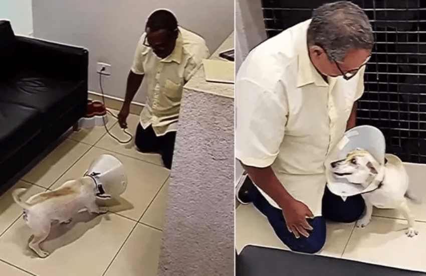 Bob, il cane che ritrova la vista: il commovente video