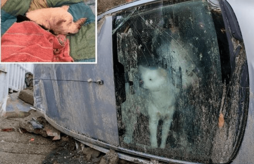 Ischia: Yuki, il cane che ha aspettato nell’auto i padroni morti col neonato