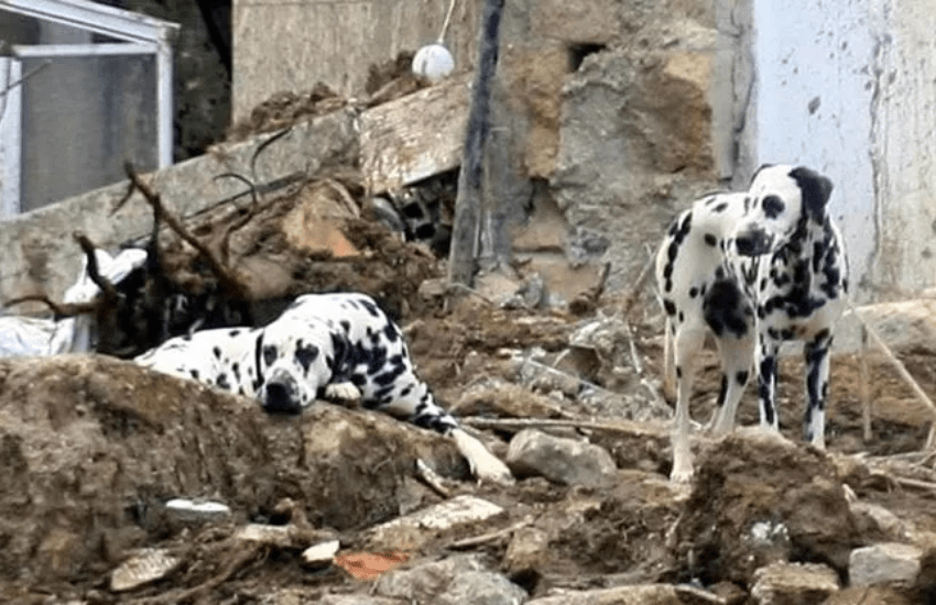 Ischia: l’ululato straziante dei cani che sono rimasti senza padrone