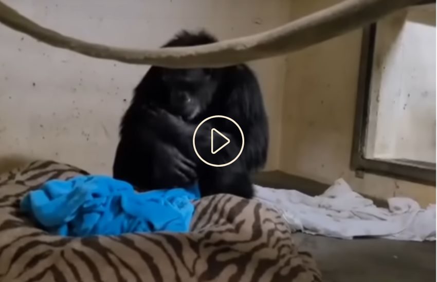 Mamma scimpanzè vede il suo cucciolo dopo il parto: Il video è emozionante