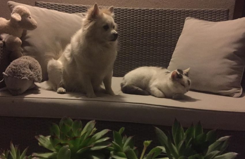 La storia strappalacrime di un cane e un gatto che commuove il web: “Inseparabili anche nella morte”