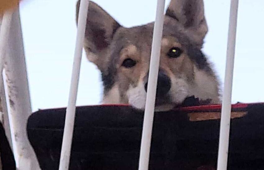 Choc in città. Cane vola dal terzo piano di una palazzina in centro e muore