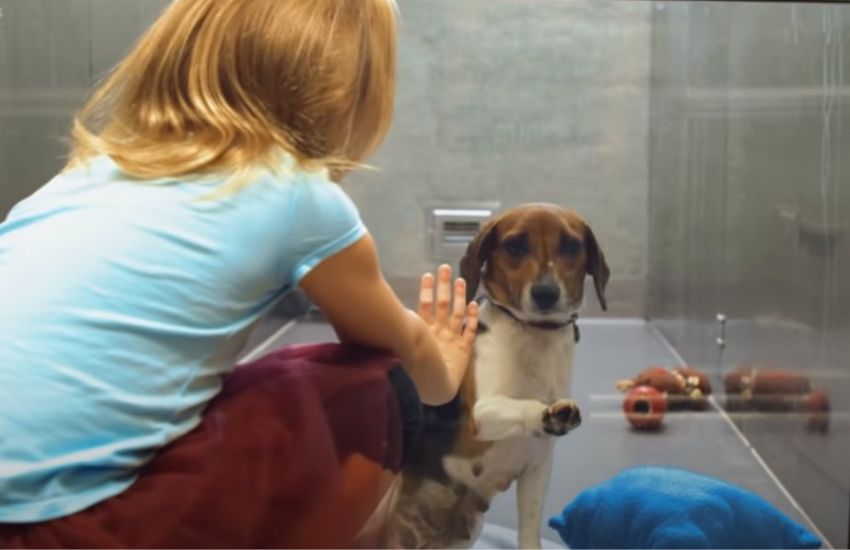 Scoppia l’amore a prima vista tra una cagnolina e una bambina: il video che commuove il web
