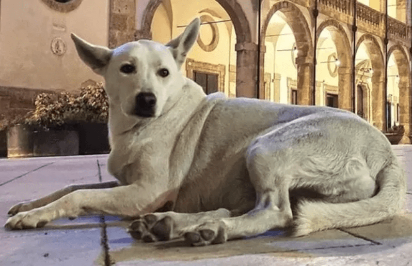 Addio a Bianchina, l’amata mascotte di Mazara del Vallo
