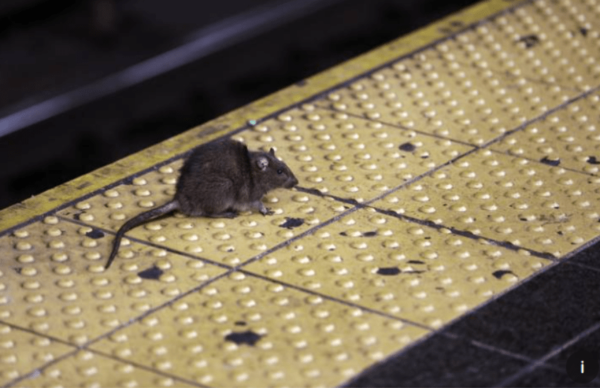 New York invasa dai topi, il sindaco cerca un exterminator: “Se hai l’istinto omicida, il lavoro dei tuoi sogni ti aspetta”