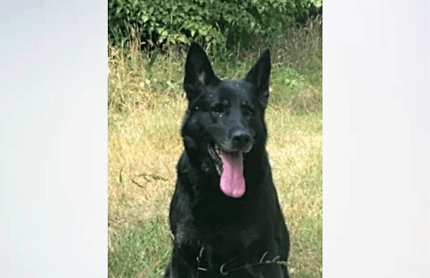 Scambiato per un cinghiale: “Come si fa a non riconoscere un cane? Chi ha ucciso il nostro Naiki?”