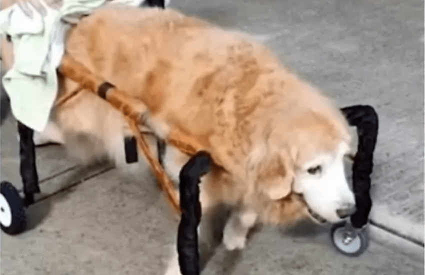 Bukbik, il Golden Retriever più forte dell’età e della malattia grazie alla famiglia che lo ama (VIDEO)