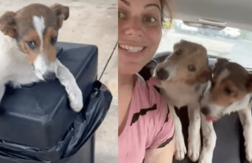 Trova due cuccioli nel secchio della spazzatura mentre fa benzina e li salva (VIDEO)