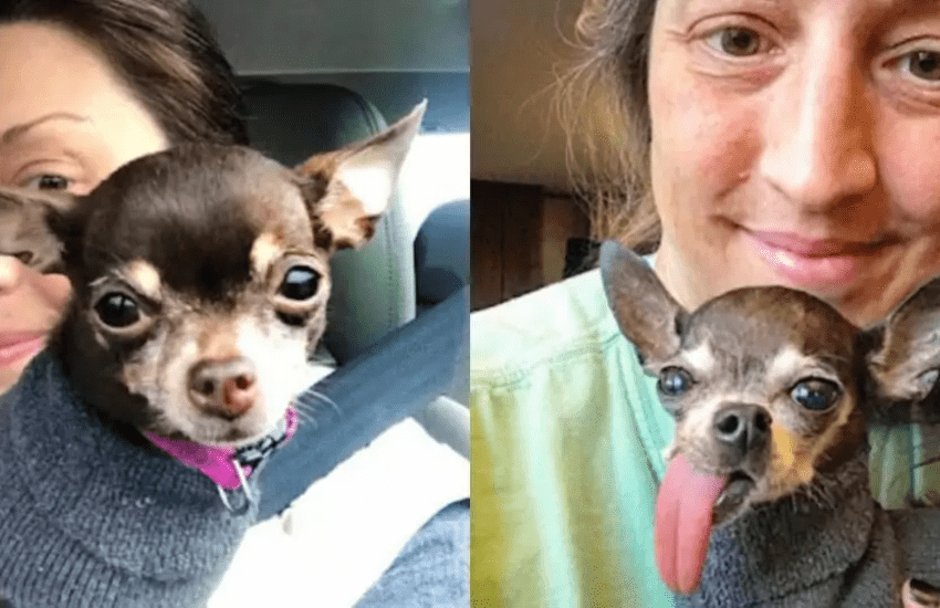 La donna che adotta i cani che nessuno vuole perché malati o con malformazioni