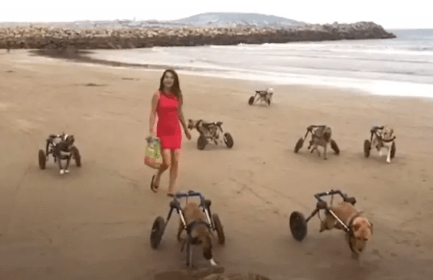 Cani disabili e fortunati grazie alla donna che li ha fatti correre in spiaggia (VIDEO)