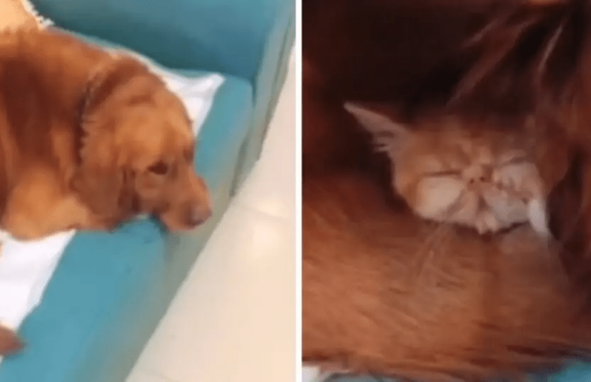 Teme di avere smarrito il gatto e lo ritrova nascosto sotto il suo, insolito migliore amico