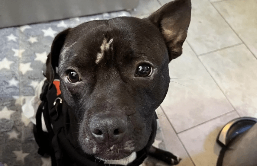 Lucky, torturato e abbandonato su un binario per farlo investire dal treno: la rinascita del cane sopravvissuto (VIDEO)