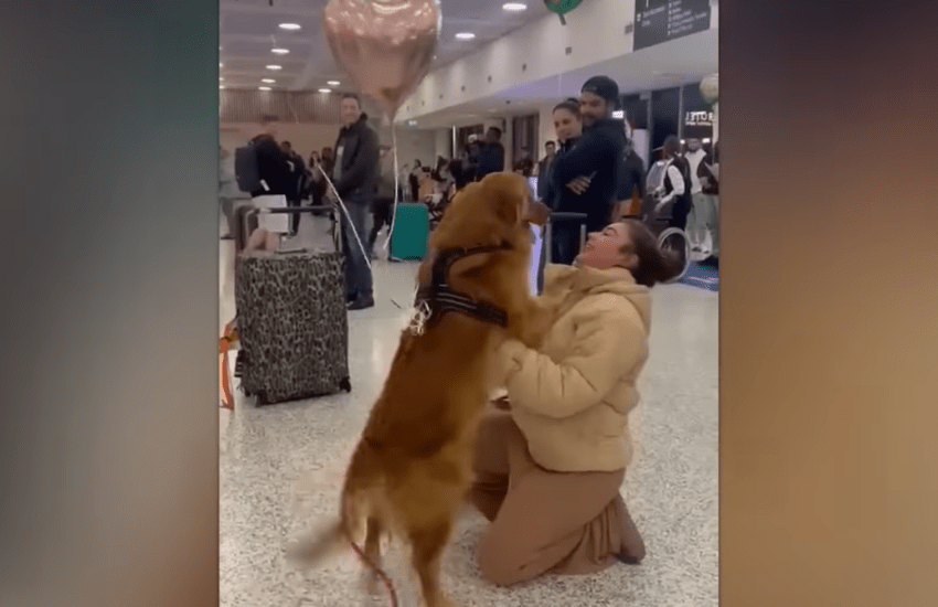 La gioia di Hugo per il ritorno di Alexandra commuove il web (VIDEO)